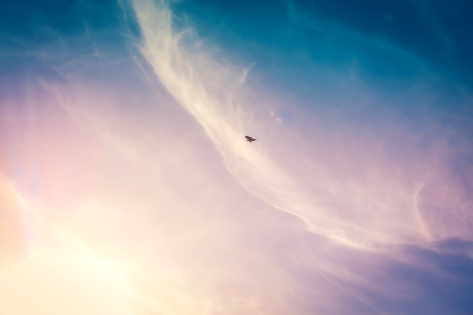 black bird flying on the sky