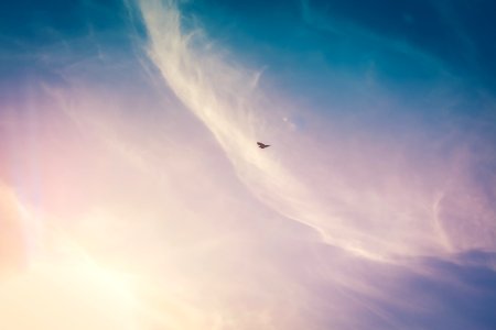 black bird flying on the sky