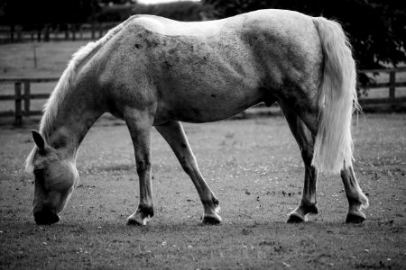 Cotswold district, United kingdom, Domestic horse