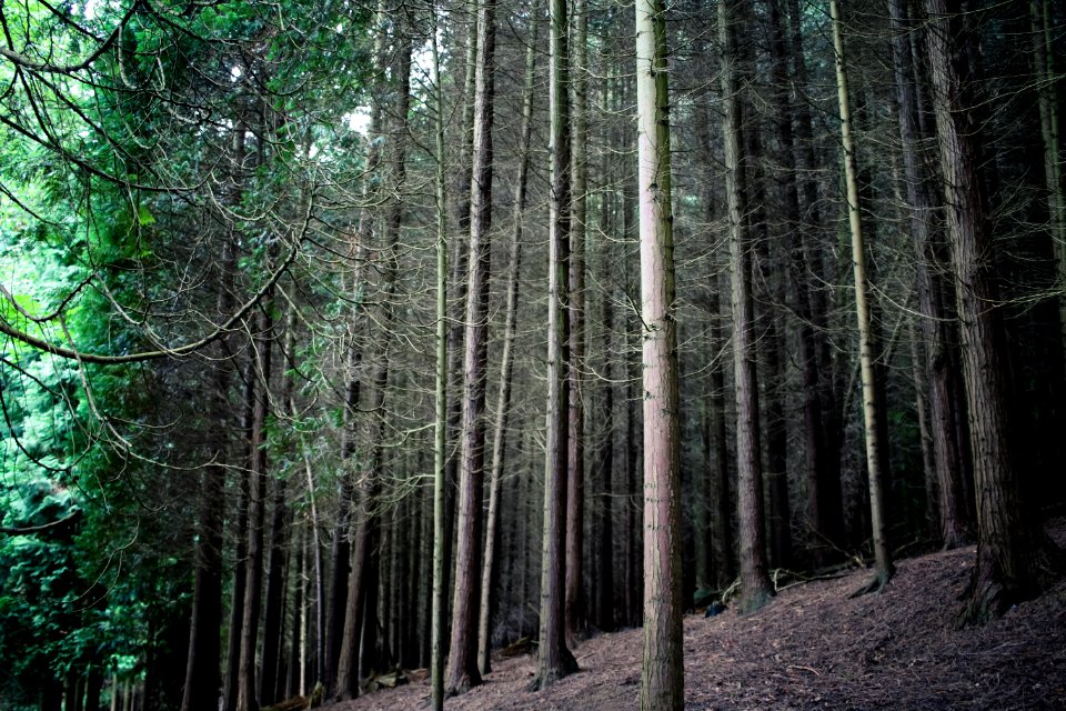 Dead trees, Dead woods, Leavs
