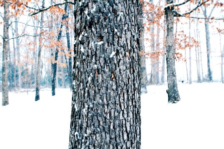 Texture, Tree, Snow