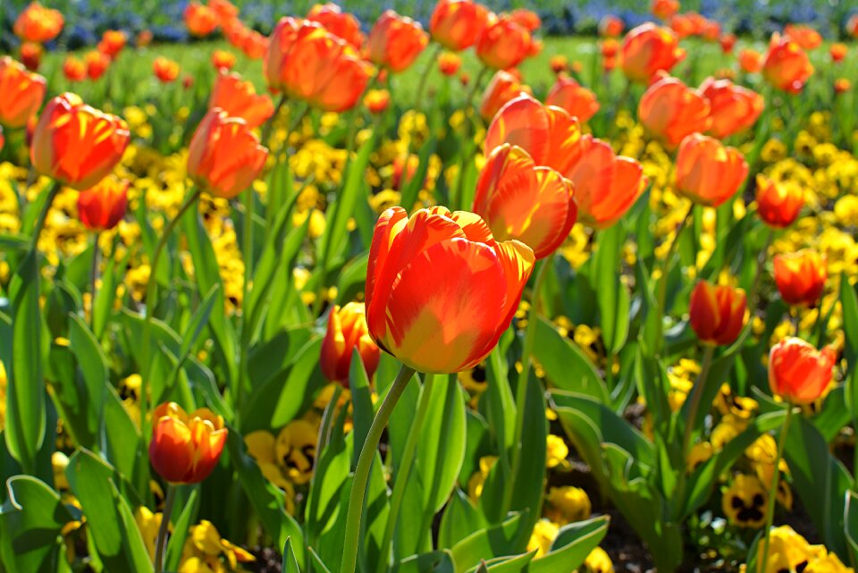 Tulips orange spring