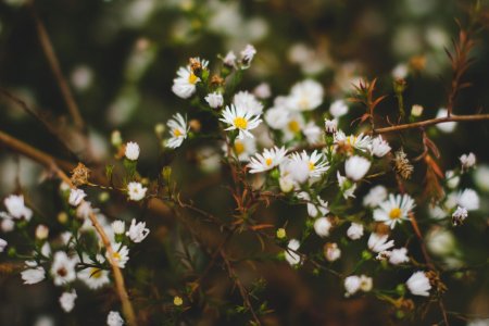 white baby's-breath flowers blooming at daytime photo