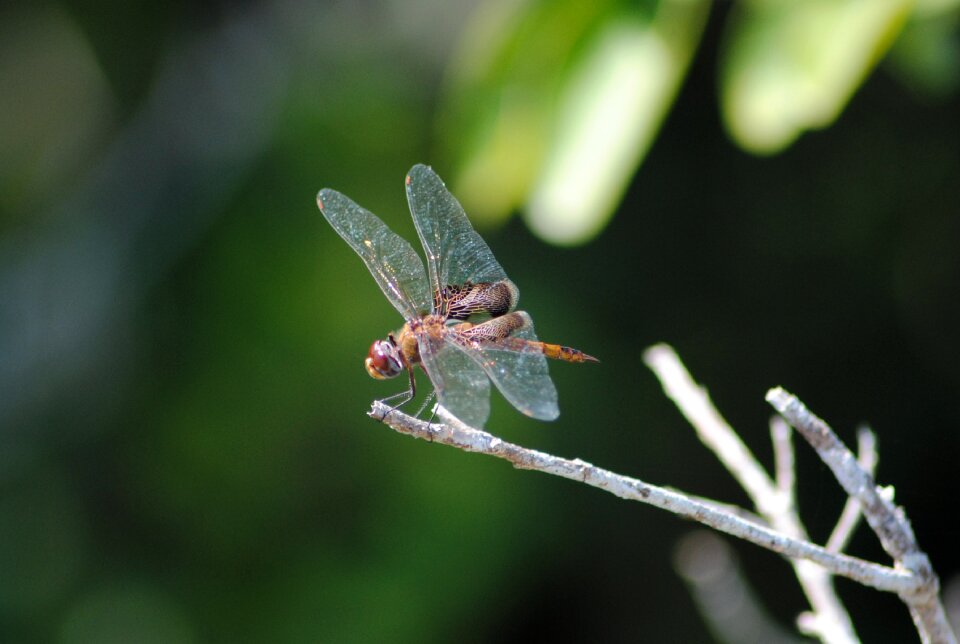 Insect beautiful tropical