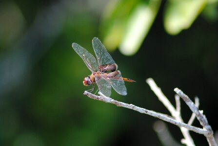 Insect beautiful tropical photo
