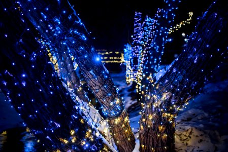 blue string lights on tree during night time photo