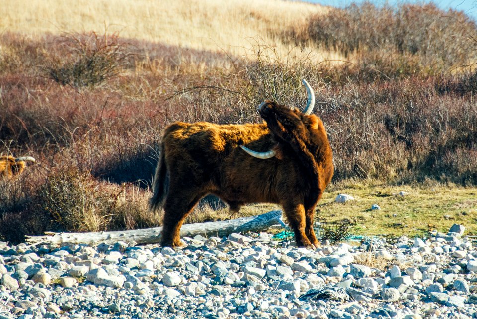 brown animal on brown grass field during daytime