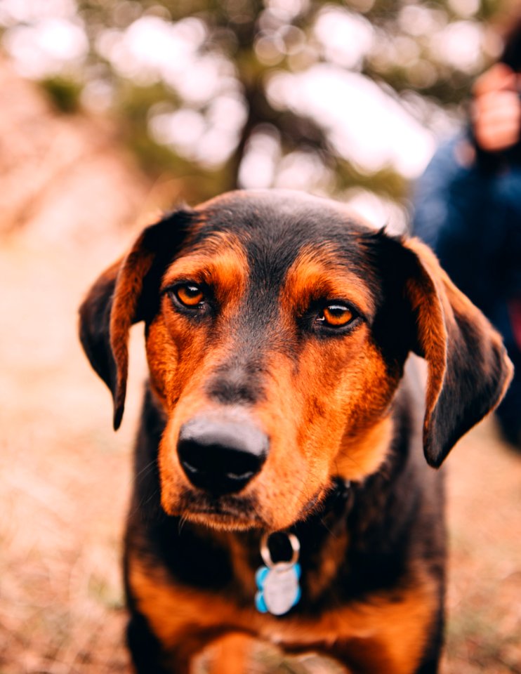 black and tan short coat medium dog