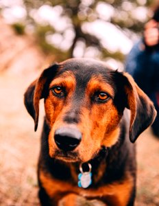 black and tan short coat medium dog