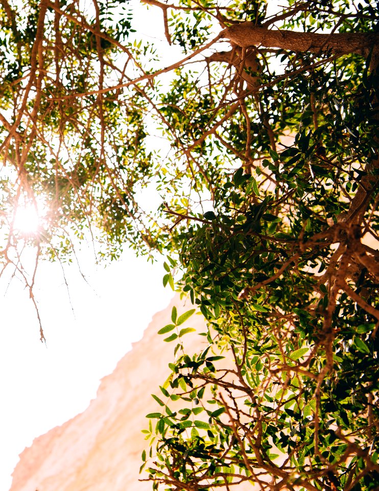 green tree with brown leaves during daytime