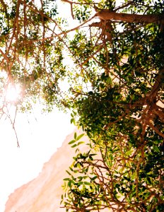 green tree with brown leaves during daytime