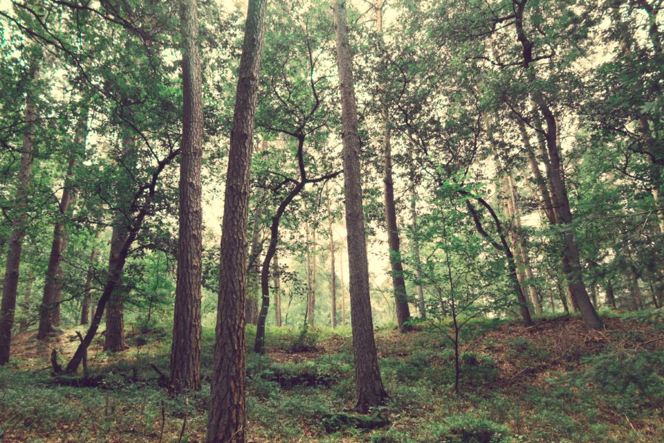 Hoge veluwe national park, Netherl, Green