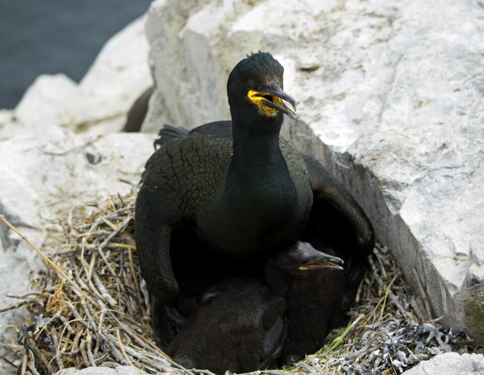 Young farne farne islands