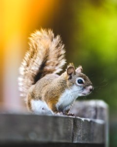 Nuts, Animal, Squirrel photo