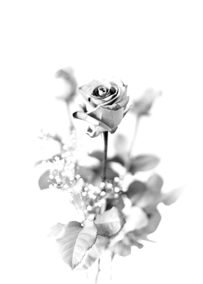 Romance, Flowers, Delicate