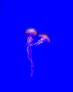 two jelly fishes photo