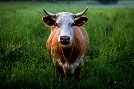 brown and white cattle standing at open field photo