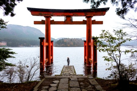 Hakone, Japan, Trees