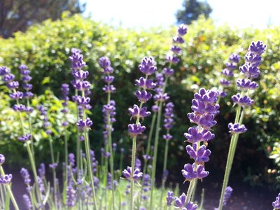 Summer purple herb photo