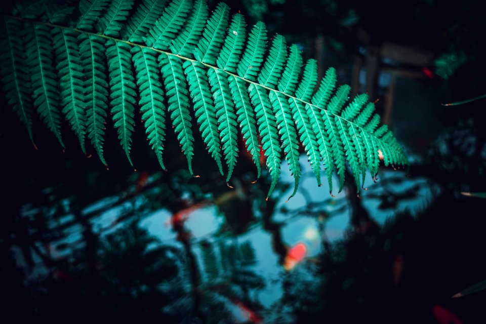 Forest, Leaves, Nature