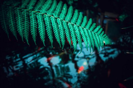Forest, Leaves, Nature