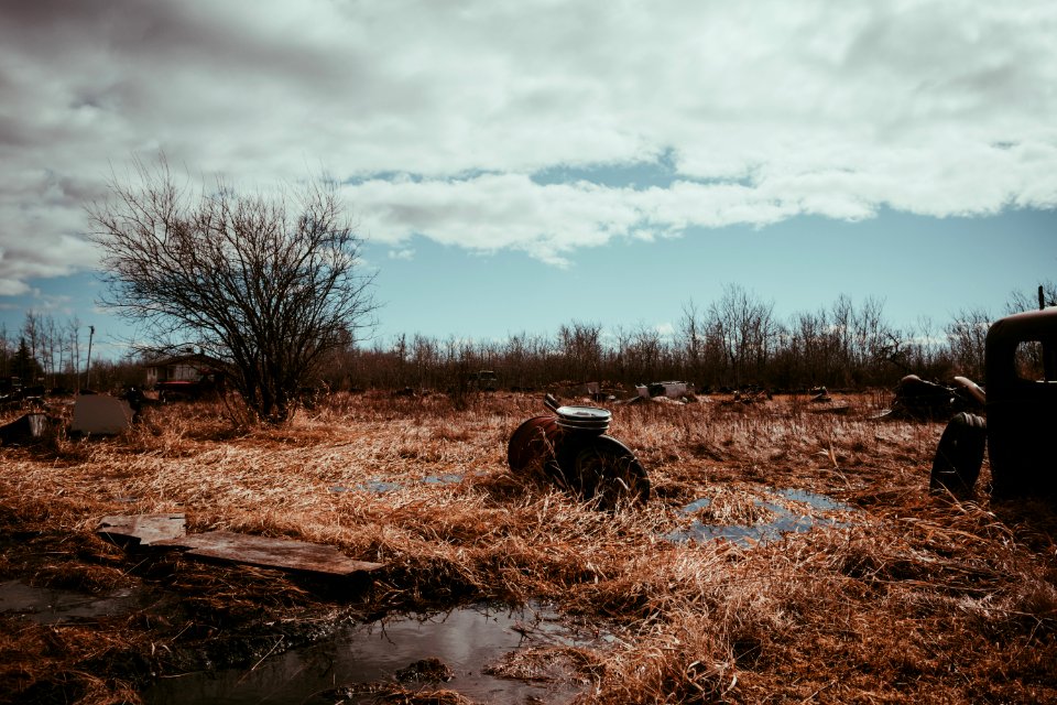 Nature, Cars, Scrapyard