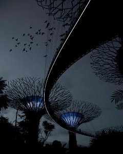 silhouette of bridge and bare trees