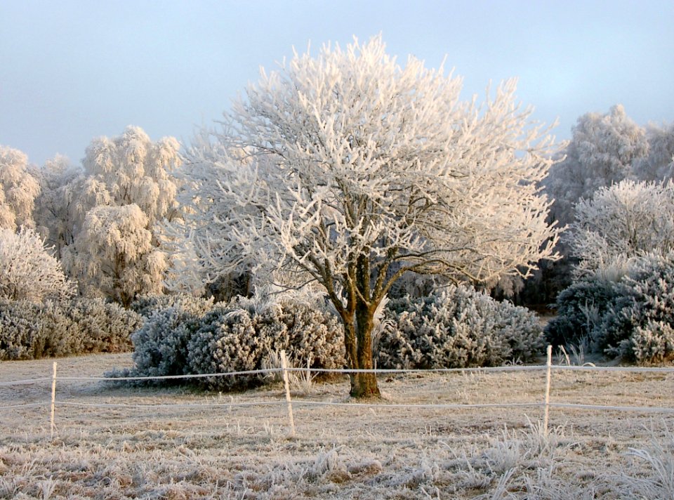 Scotl, Winter, Tree