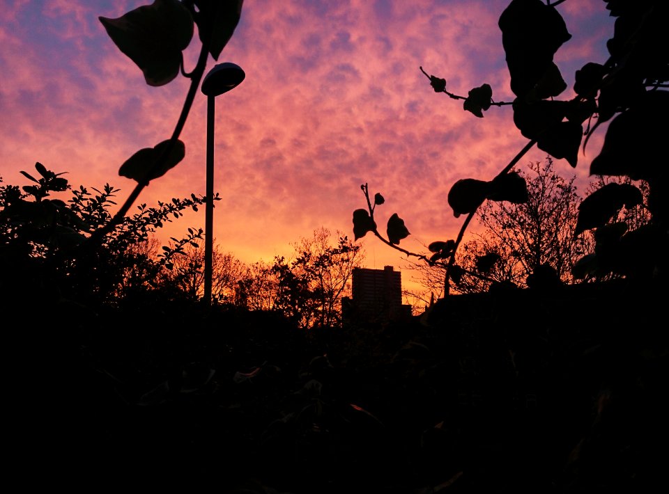 Sun, Nottingham, Trees
