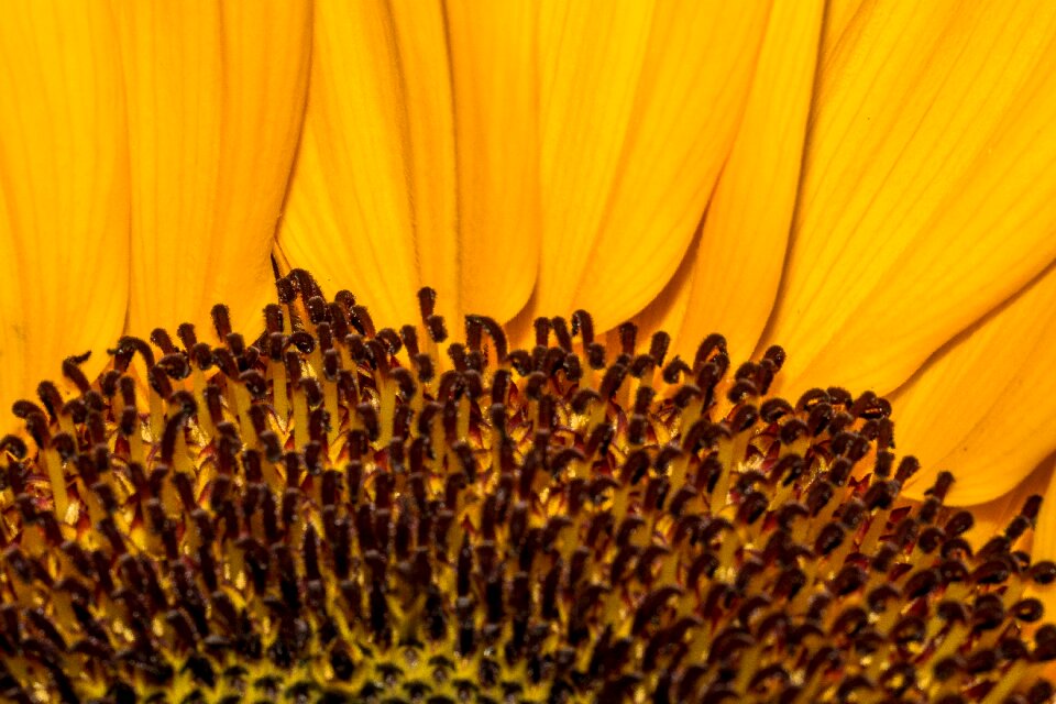 Bloom close up yellow