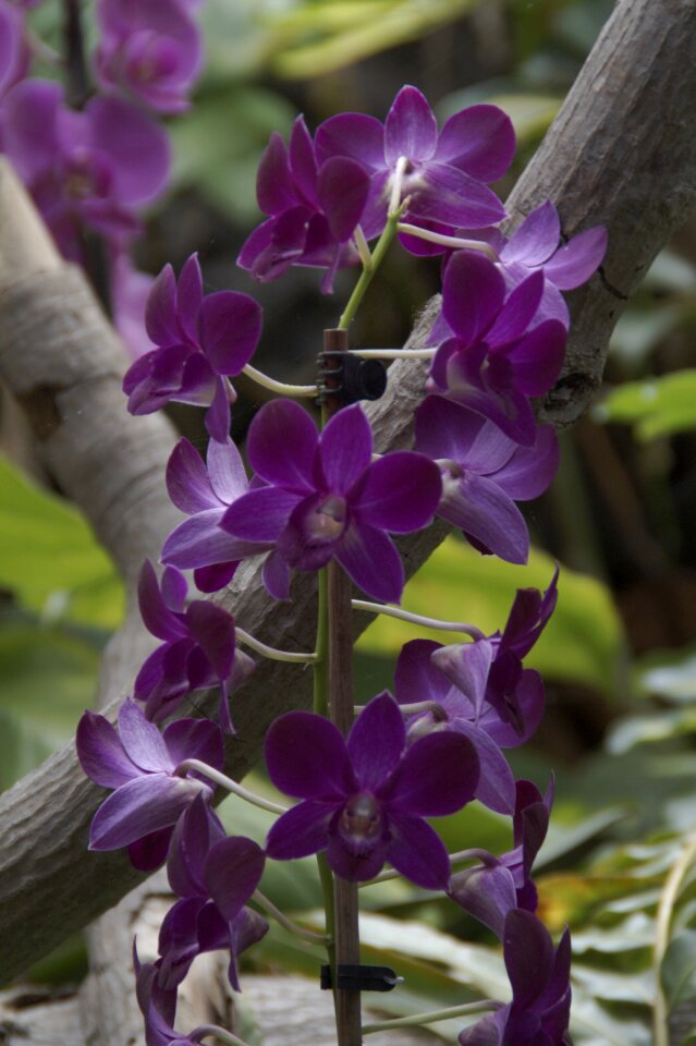 Bloom flowers exotic