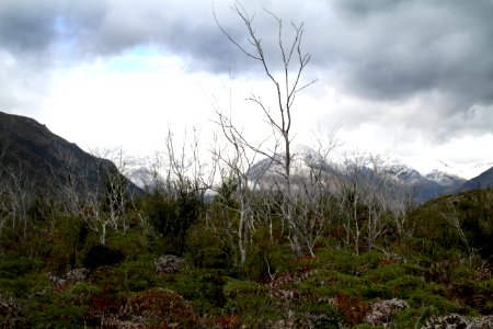 New zeal, Wild beauty, Beauty