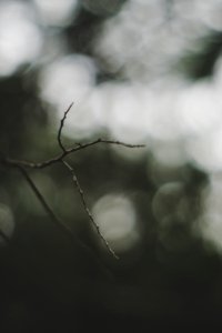 selective focus photography of twig photo
