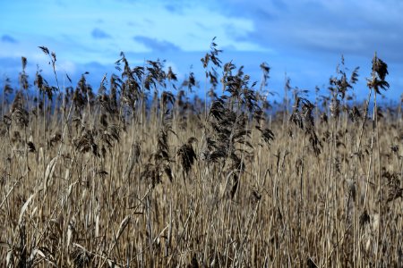 brown brass field during daytime photo