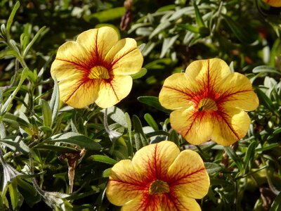 Yellow brindle garden