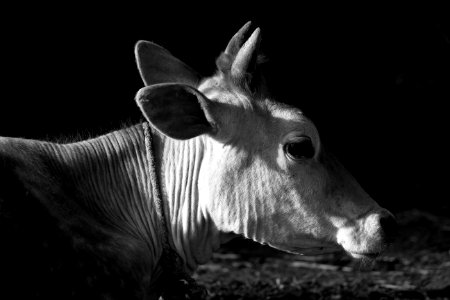 Morning, Cow