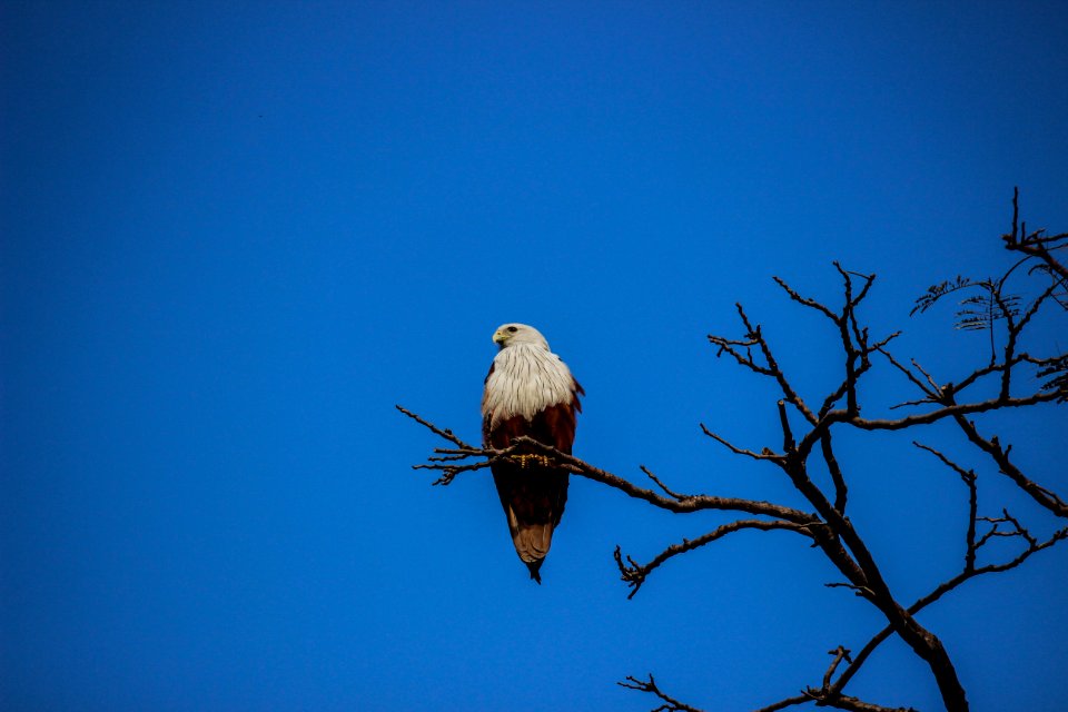 Lalbagh botanical garden, Bengaluru, India