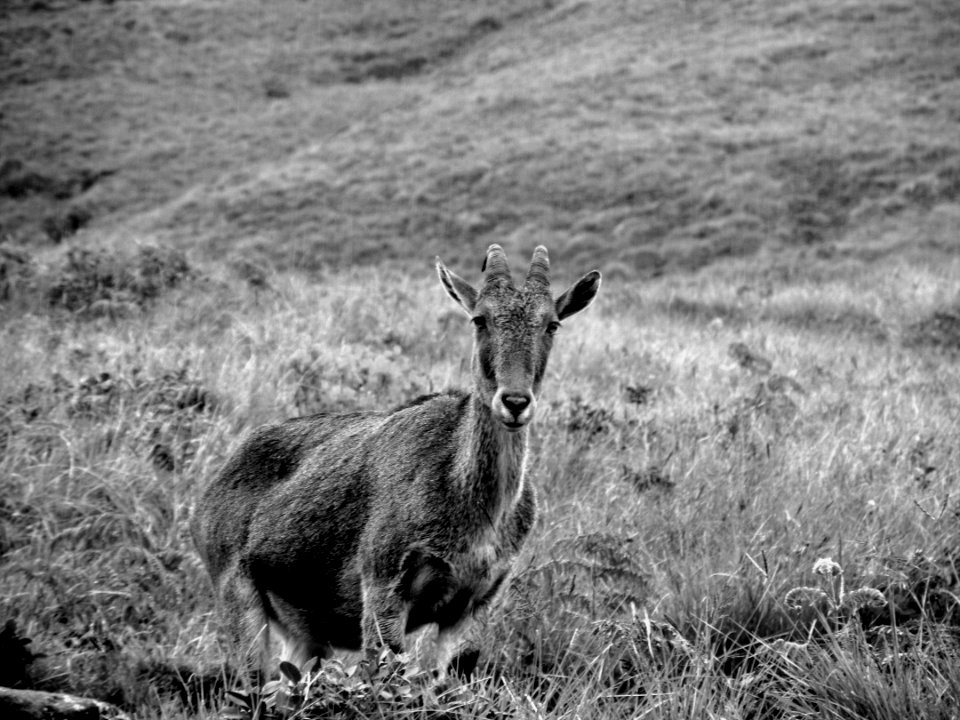 Munnar, India, Animal