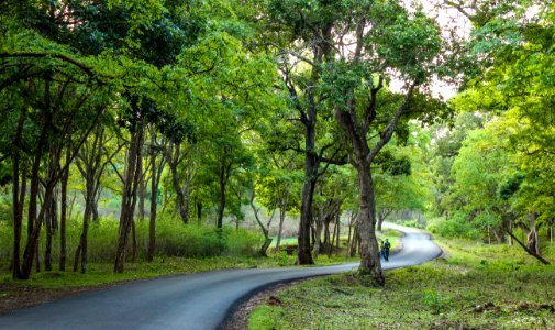 Brt tiger reserve, Punajur state forest, India