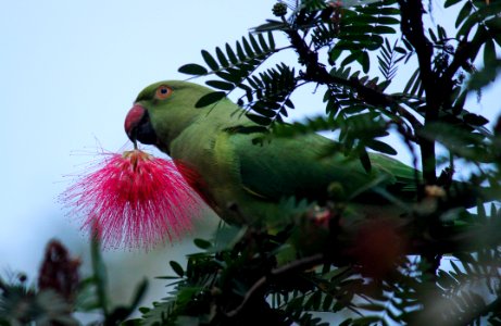 Lalbagh botanical garden, Bengaluru, India