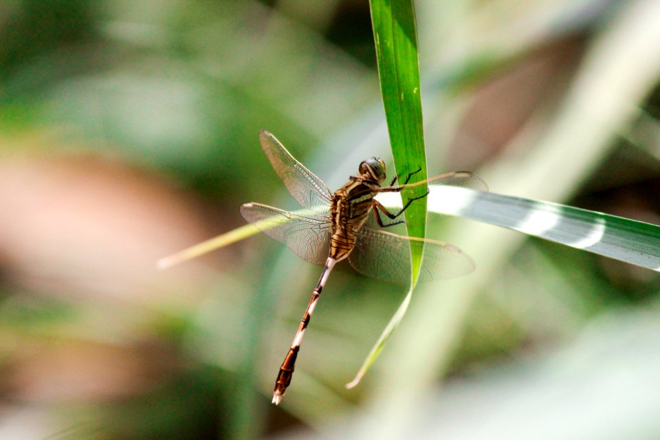 Nature, Insect, Green
