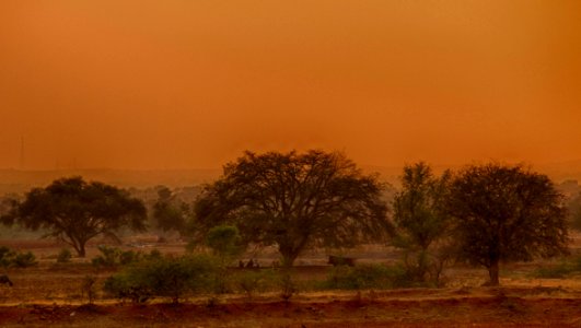 Shirahatti, India, Trees