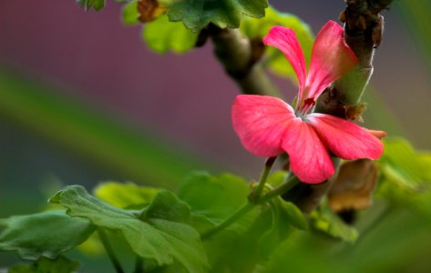 Bengaluru, India, Nature photo