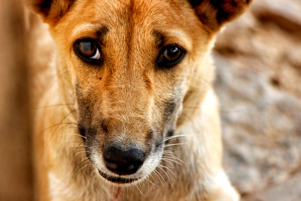 Eyes, Color, Animal