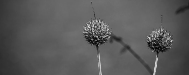 Plant, Bnw photo