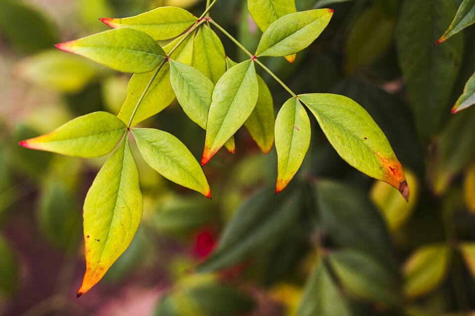 Nature plants branch
