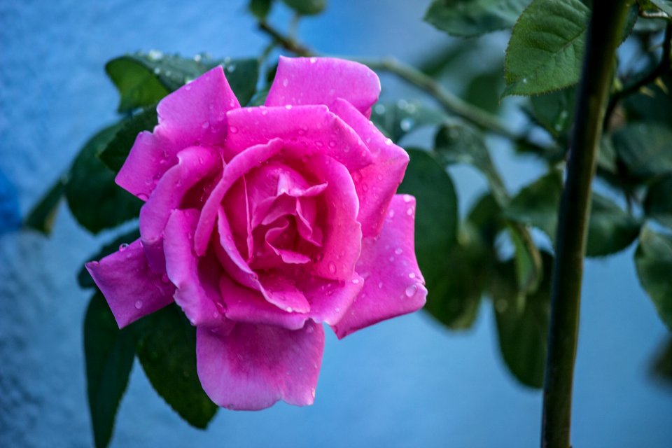 Bengaluru, India, Pink photo