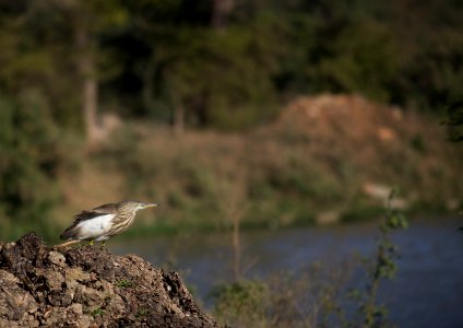 Hebbal lake, Bengaluru, India