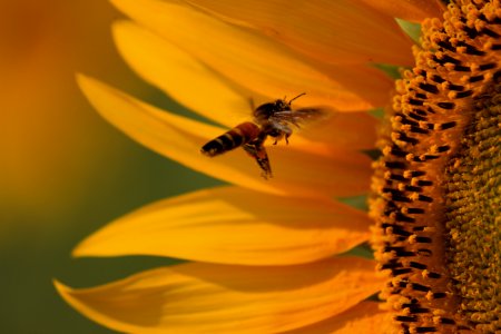 Pollination, Sunflower, Flower