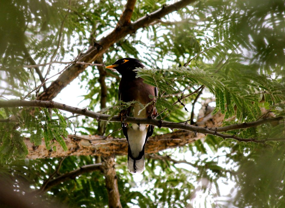 Lalbagh botanical garden, Bengaluru, India
